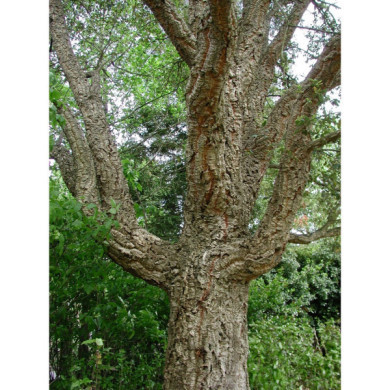 Quercus suber