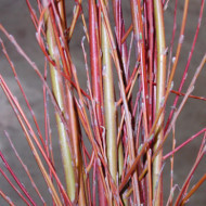 Salix alba 'Chermesina'