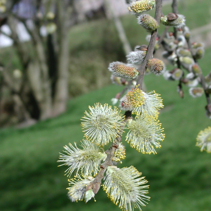 Salix caprea