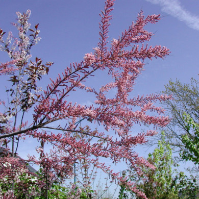 Tamarix tetrandra