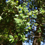 Quercus suber