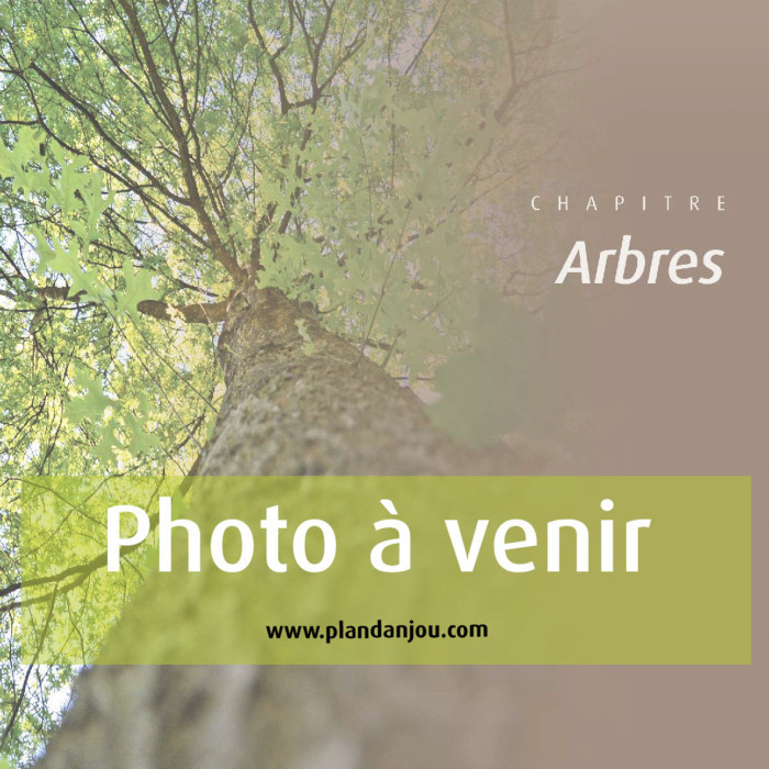Acer platanoides 'Farlake's Green'