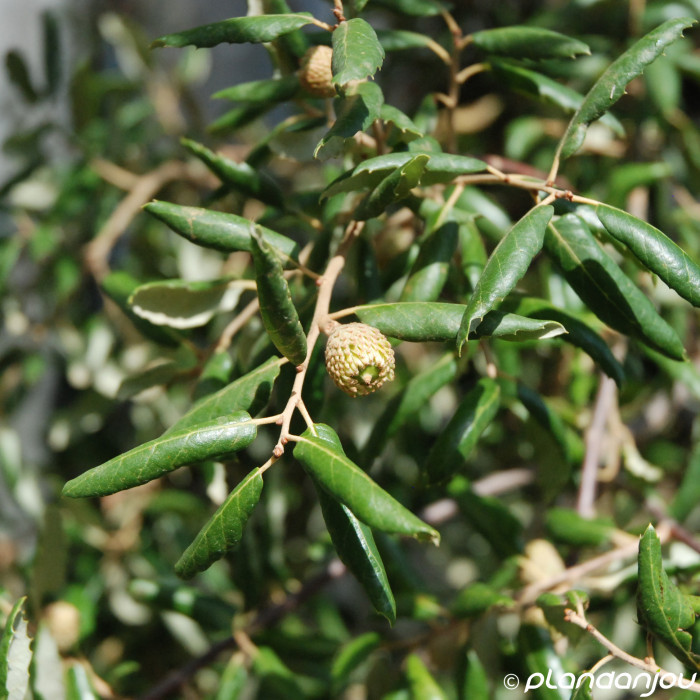 Quercus suber