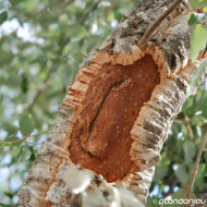 Quercus suber