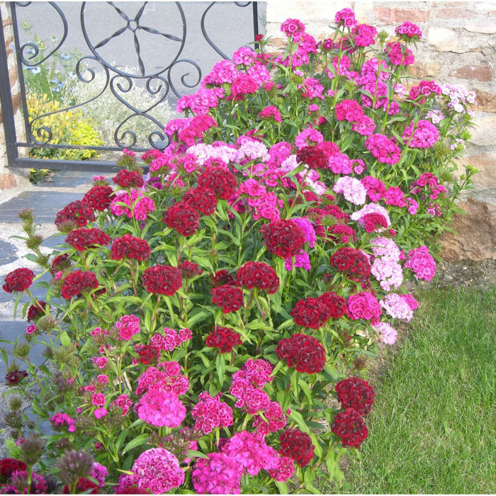Dianthus barbatus