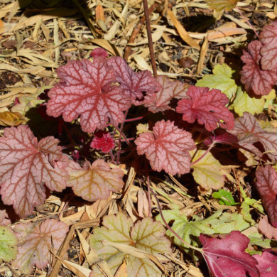 Heuchera Berry Smoothie®