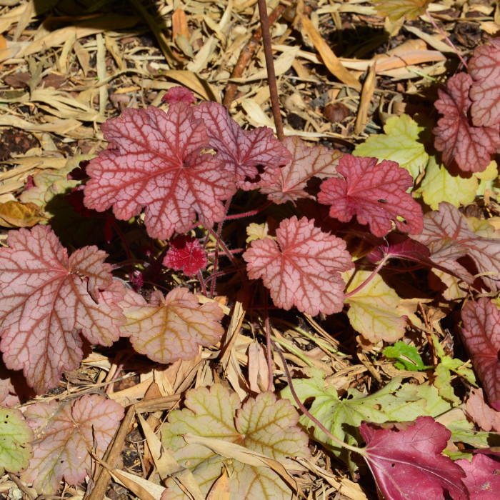 Heuchera Berry Smoothie®