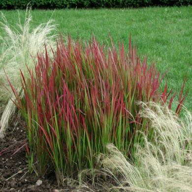Imperata cylindrica 'Red Baron'