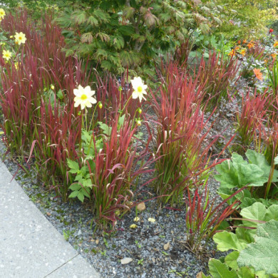 Imperata cylindrica 'Red Baron'
