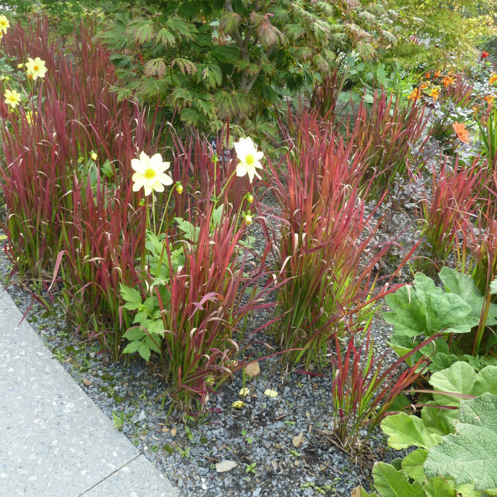 Imperata cylindrica 'Red Baron'