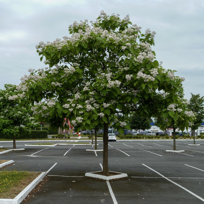 Catalpa bignonioides