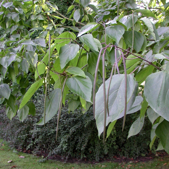 Catalpa bignonioides