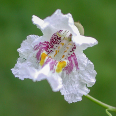 Catalpa bignonioides