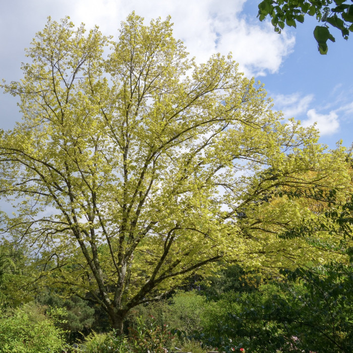 Tilia henryana