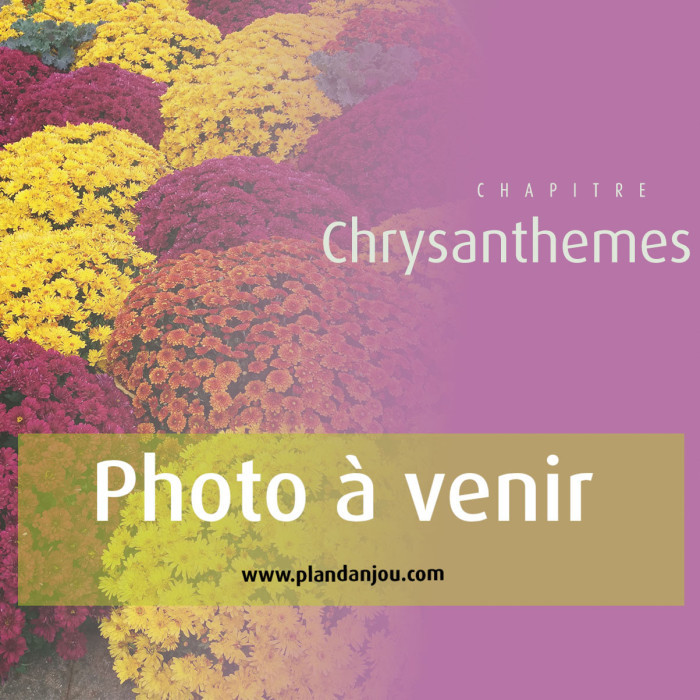 Cyclamen mini variés