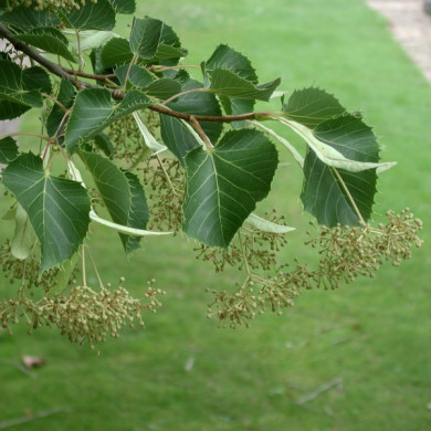 Tilia henryana