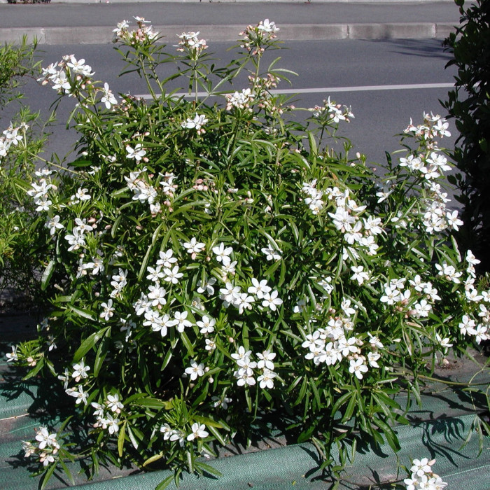 Choisya 'Aztec Pearl'