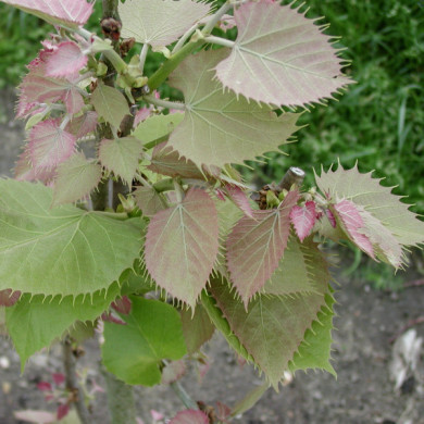 Tilia henryana