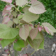 Tilia henryana