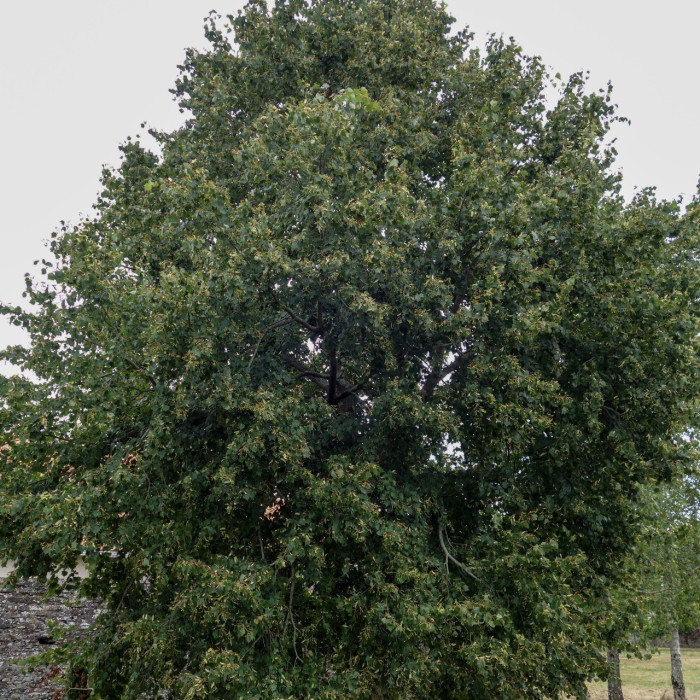 Tilia mongolica