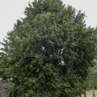 Tilia mongolica
