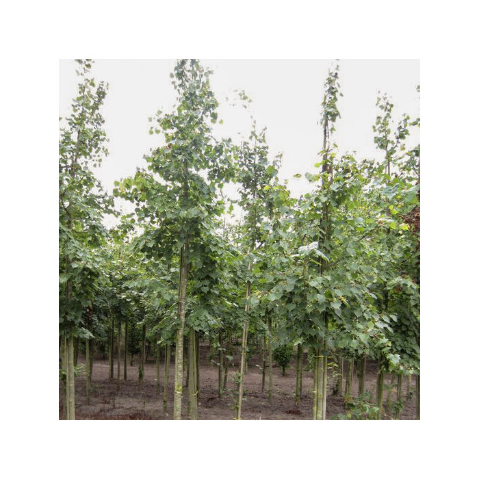 Tilia mongolica
