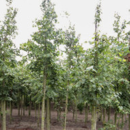 Tilia mongolica
