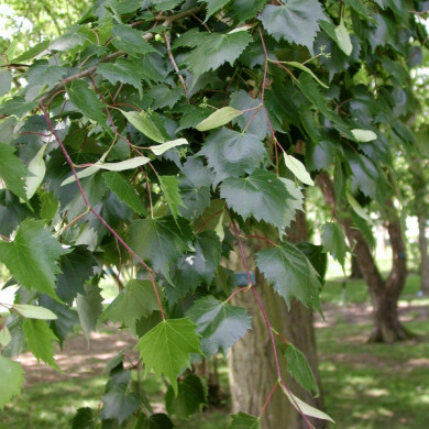 Tilia mongolica