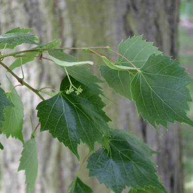 Tilia mongolica