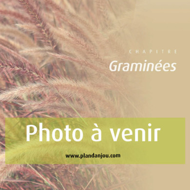 Miscanthus sinensis 'Sioux'