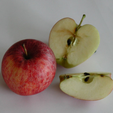 Pommier Gala®