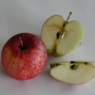 Pommier Gala®