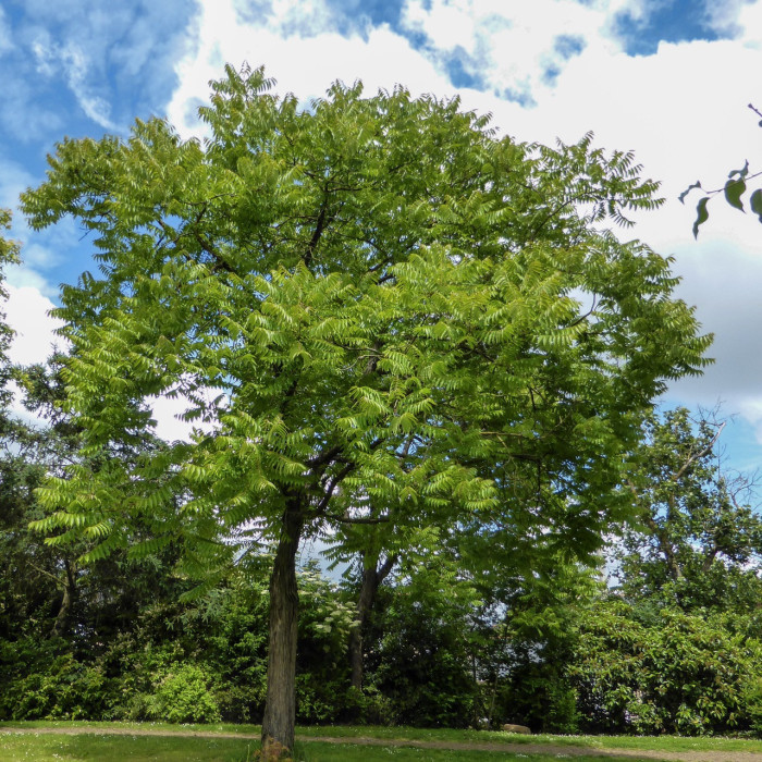 Toona sinensis