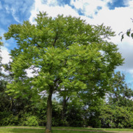Toona sinensis