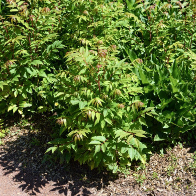 Toona sinensis