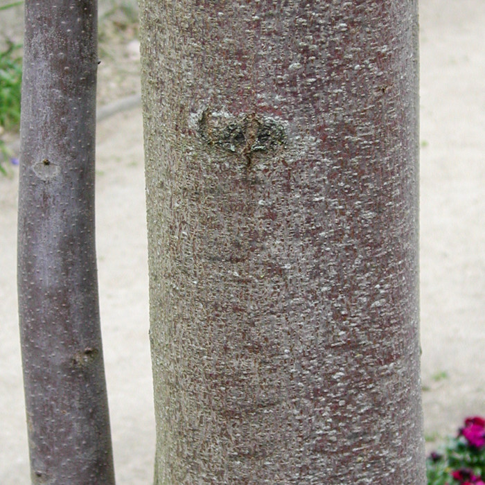 Toona sinensis
