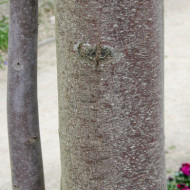 Toona sinensis