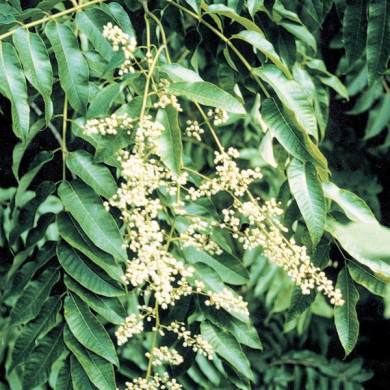 Toona sinensis