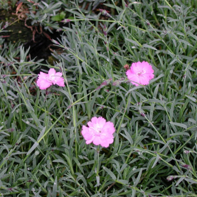 Dianthus gratianopolitanus rose