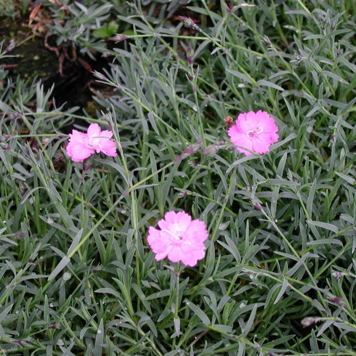 Dianthus gratianopolitanus rose