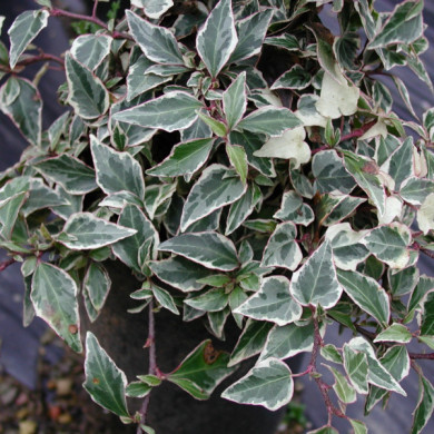 Hedera helix 'Little Diamond'