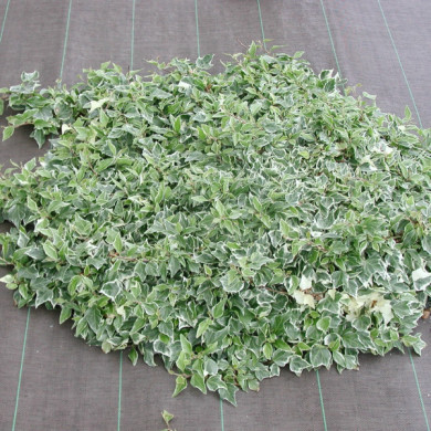 Hedera helix 'Little Diamond'