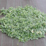 Hedera helix 'Little Diamond'