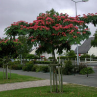 Albizia julibrissin Ombrella® 'Boubri'