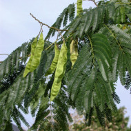 Albizia julibrissin Ombrella® 'Boubri'