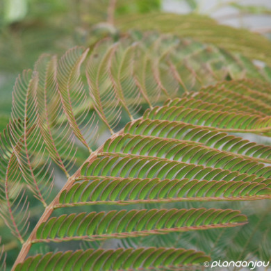 Albizia julibrissin Ombrella® 'Boubri'
