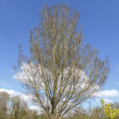 Ulmus Lutèce® 'Nanguen'