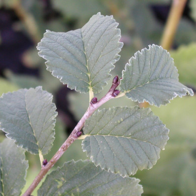 Ulmus Lutèce® 'Nanguen'