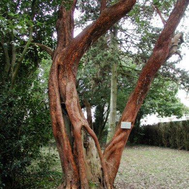 Arbutus unedo