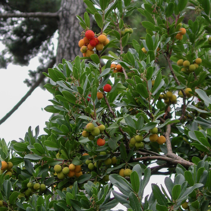 Arbutus unedo